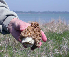 Morchella esculenta, One large specimen with a fat stalk.